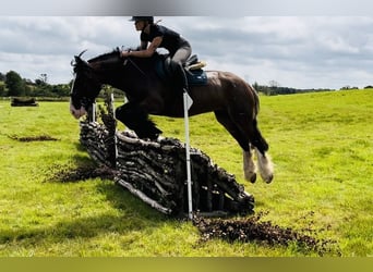 Cob, Merrie, 5 Jaar, 153 cm, Bruin