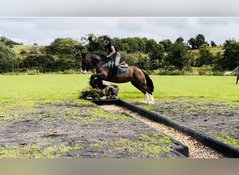 Cob, Merrie, 5 Jaar, 153 cm, Bruin