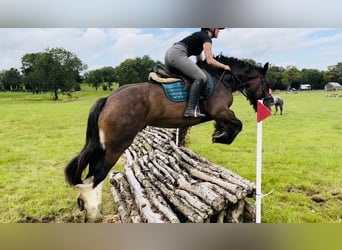 Cob, Merrie, 5 Jaar, 153 cm, Bruin
