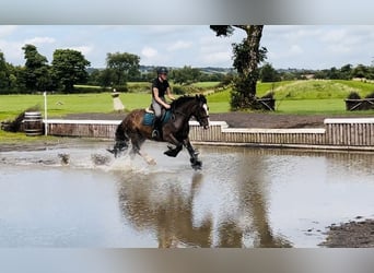Cob, Merrie, 5 Jaar, 153 cm, Bruin