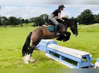 Cob, Merrie, 5 Jaar, 153 cm, Bruin