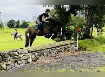 Cob, Merrie, 5 Jaar, 153 cm, Bruin