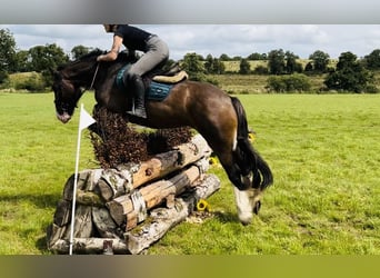 Cob, Merrie, 5 Jaar, 153 cm, Bruin