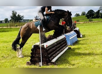 Cob, Merrie, 5 Jaar, 153 cm, Bruin