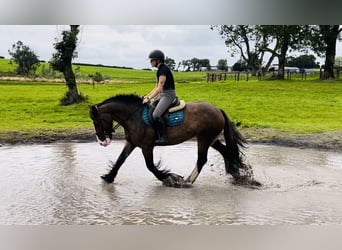 Cob, Merrie, 5 Jaar, 153 cm, Bruin