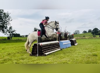 Cob, Merrie, 5 Jaar, 153 cm, Gevlekt-paard