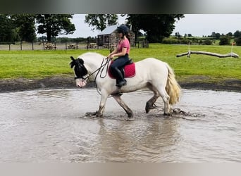 Cob, Merrie, 5 Jaar, 153 cm, Gevlekt-paard