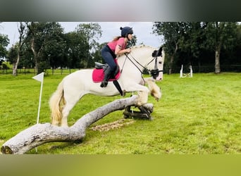 Cob, Merrie, 5 Jaar, 153 cm, Gevlekt-paard