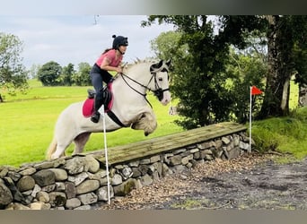 Cob, Merrie, 5 Jaar, 153 cm, Gevlekt-paard