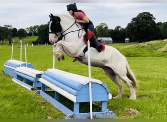 Cob, Merrie, 5 Jaar, 153 cm, Gevlekt-paard