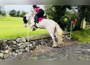 Cob, Merrie, 5 Jaar, 153 cm, Gevlekt-paard