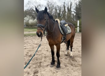 Cob Mix, Merrie, 5 Jaar, 155 cm, Bruin