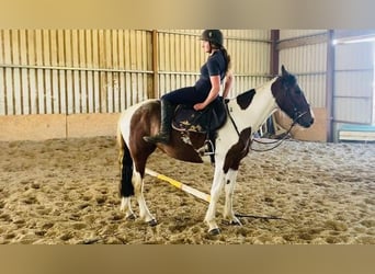 Cob, Merrie, 5 Jaar, 155 cm, Gevlekt-paard