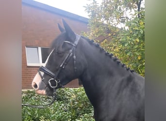 Cob, Merrie, 5 Jaar, 158 cm, Zwart