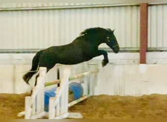 Cob, Merrie, 5 Jaar, 160 cm, Zwart