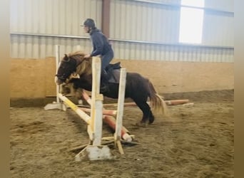 Cob, Merrie, 6 Jaar, 127 cm, Donkere-vos