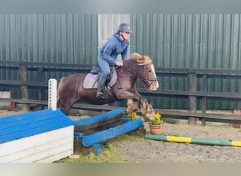 Cob, Merrie, 6 Jaar, 127 cm, Donkere-vos