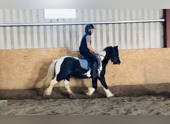 Cob, Merrie, 6 Jaar, 130 cm, Gevlekt-paard