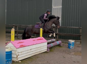 Cob, Merrie, 6 Jaar, 146 cm, Bruin