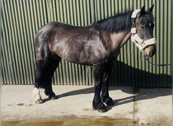 Cob, Merrie, 6 Jaar, 146 cm, Bruin