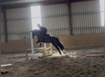 Cob, Merrie, 6 Jaar, 146 cm, Bruin