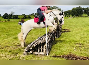 Cob, Merrie, 6 Jaar, 153 cm, Gevlekt-paard