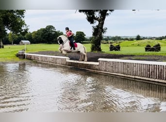 Cob, Merrie, 6 Jaar, 153 cm, Gevlekt-paard
