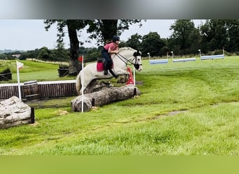 Cob, Merrie, 6 Jaar, 153 cm, Gevlekt-paard