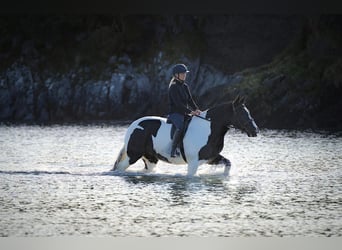 Cob, Merrie, 6 Jaar, 160 cm, Overo-alle-kleuren