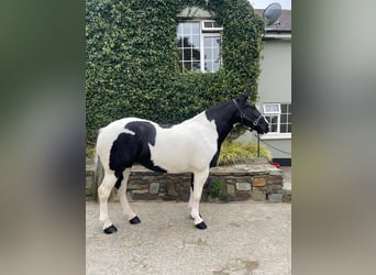 Cob, Merrie, 6 Jaar, 160 cm, Overo-alle-kleuren