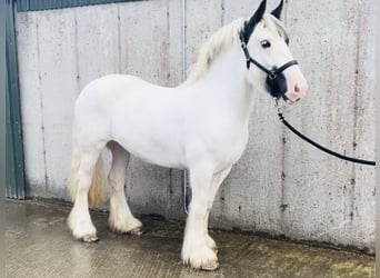 Cob, Merrie, 6 Jaar, 160 cm, Tobiano-alle-kleuren