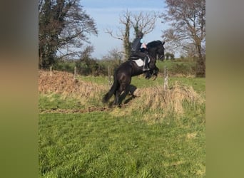 Cob, Merrie, 6 Jaar, 165 cm, Donkerbruin