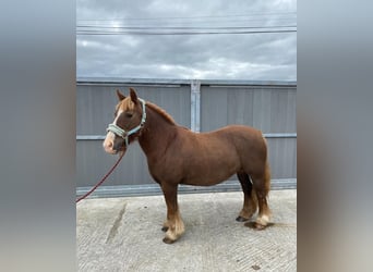 Cob, Merrie, 7 Jaar, 125 cm, Donkere-vos