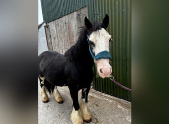 Cob, Merrie, 7 Jaar, 130 cm, Zwart