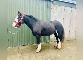 Cob, Merrie, 7 Jaar, 136 cm, Zwart