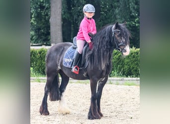 Cob, Merrie, 7 Jaar, 138 cm, Bruin
