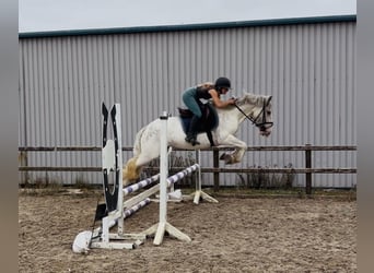 Cob, Merrie, 7 Jaar, 142 cm, Vliegenschimmel