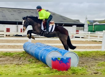 Cob, Merrie, 7 Jaar, 147 cm, Bruin