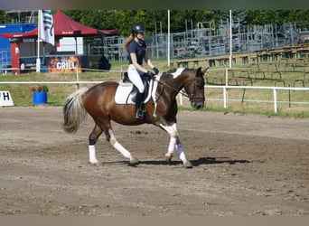 Cob, Merrie, 7 Jaar, 155 cm, Gevlekt-paard