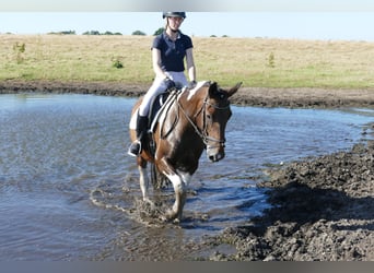 Cob, Merrie, 7 Jaar, 155 cm, Gevlekt-paard