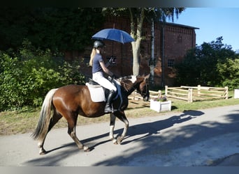 Cob, Merrie, 7 Jaar, 155 cm, Gevlekt-paard