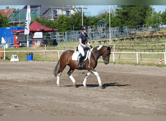 Cob, Merrie, 7 Jaar, 155 cm, Gevlekt-paard