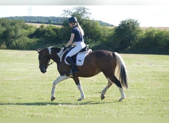 Cob, Merrie, 7 Jaar, 155 cm, Gevlekt-paard