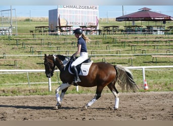 Cob, Merrie, 7 Jaar, 155 cm, Gevlekt-paard