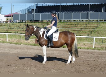 Cob, Merrie, 7 Jaar, 155 cm, Gevlekt-paard