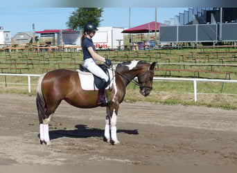 Cob, Merrie, 7 Jaar, 155 cm, Gevlekt-paard