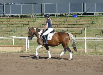 Cob, Merrie, 7 Jaar, 155 cm, Gevlekt-paard