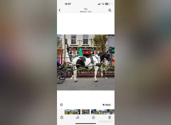 Cob, Merrie, 7 Jaar, 160 cm, Tobiano-alle-kleuren