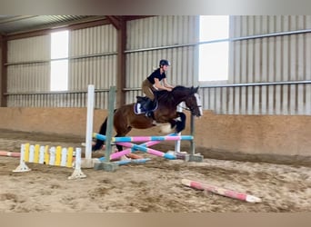 Cob, Merrie, 8 Jaar, 153 cm, Bruin