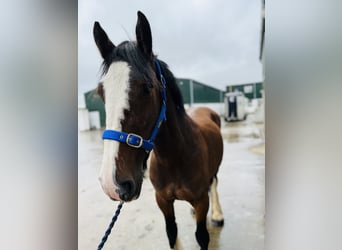Cob, Merrie, 8 Jaar, 153 cm, Bruin